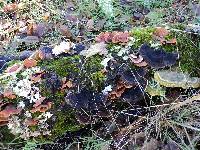 Trametes versicolor image