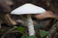 Amanita bisporigera image