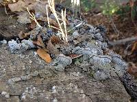 Trametes versicolor image