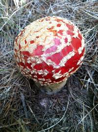 Amanita muscaria image