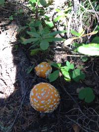 Amanita muscaria image