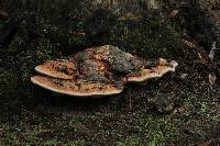 Fomitopsis pinicola image