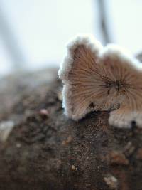 Schizophyllum commune image