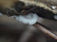 Schizophyllum commune image