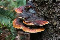 Fomitopsis pinicola image