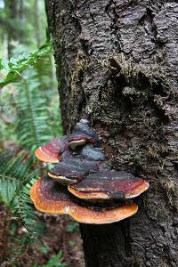 Fomitopsis pinicola image