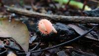 Cookeina tricholoma image