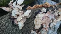 Trametes versicolor image