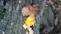 Tremella mesenterica image
