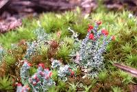 Cladonia cristatella image