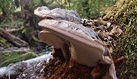 Ganoderma applanatum image