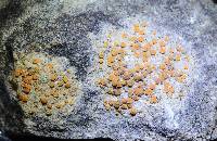 Caloplaca marina image