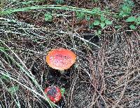 Amanita muscaria image