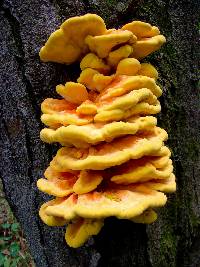 Laetiporus sulphureus image