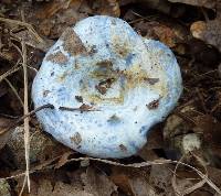 Lactarius indigo image