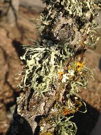 Ramalina leptocarpha image