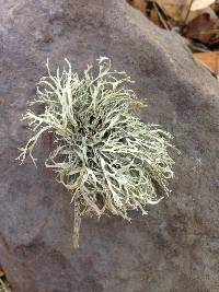 Ramalina farinacea image