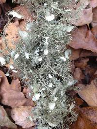 Usnea intermedia image