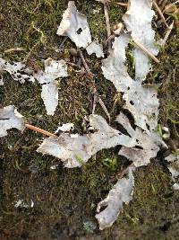 Peltigera membranacea image