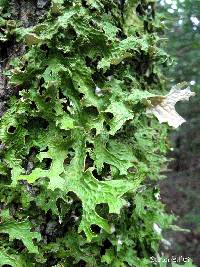 Lobaria pulmonaria image