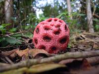 Image of Clathrus crispus