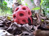 Clathrus crispus image