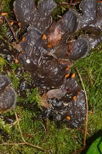 Peltigera neopolydactyla image