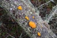 Tremella mesenterica image