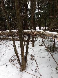 Fomitopsis betulina image