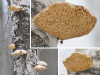 Fomitopsis betulina image