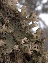 Lobaria pulmonaria image