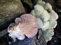 Schizophyllum commune image