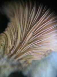 Schizophyllum commune image