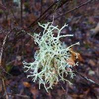 Evernia prunastri image