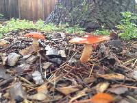 Leratiomyces ceres image