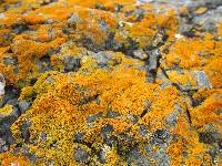 Xanthoria elegans image