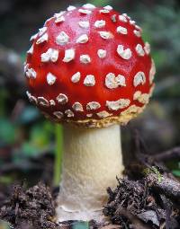 Amanita muscaria image