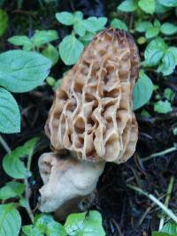 Morchella rufobrunnea image