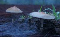 Image of Psilocybe cubensis