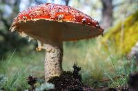 Amanita muscaria image