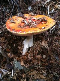 Amanita muscaria image