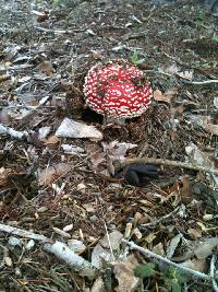 Amanita muscaria image