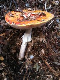 Amanita muscaria image