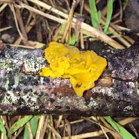 Tremella mesenterica image