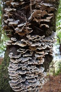 Trametes versicolor image