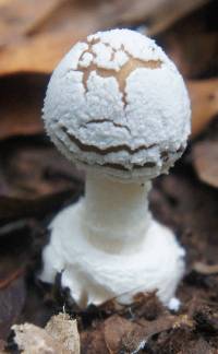 Amanita pantherina image