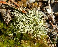 Cladonia subtenuis image