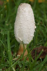 Coprinus comatus image