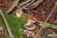 Pleurotus ostreatus image