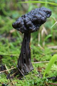 Helvella lacunosa image